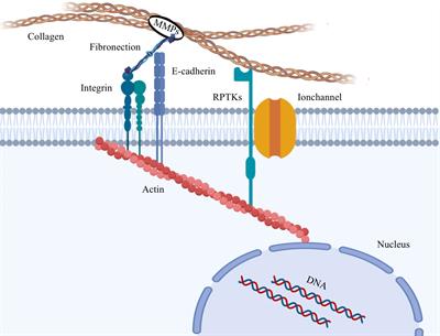 The relationship between cancer and biomechanics